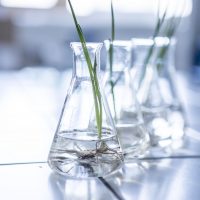 Plant seedlings in beakers in lab